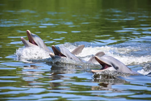 A group of dolphins in a bay with mangrove trees, dolphins.