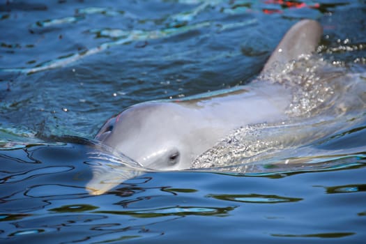 A group of dolphins in a bay with mangrove trees, dolphins.