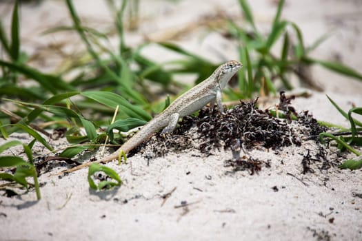A longitudinally striped lizard on the beach in Cuba.