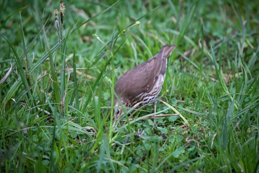 A song thrush looking for earthworms for its offspring.
