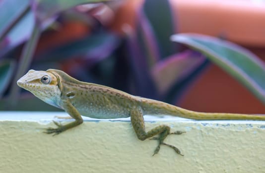An anole on a parapet.