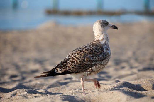 A great black-backed gull on the beach of the Baltic Sea. Portrait of a gull.
