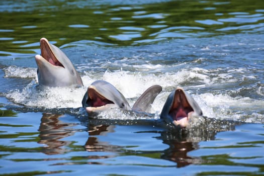 A group of dolphins in a bay with mangrove trees, dolphins.