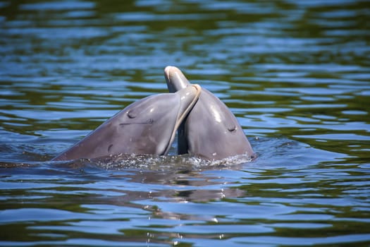 A group of dolphins in a bay with mangrove trees, dolphins.