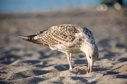 A great black-backed gull on the beach of the Baltic Sea. Portrait of a gull.