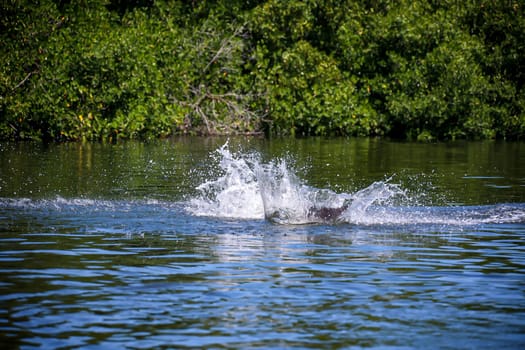 A group of dolphins in a bay with mangrove trees, dolphins.