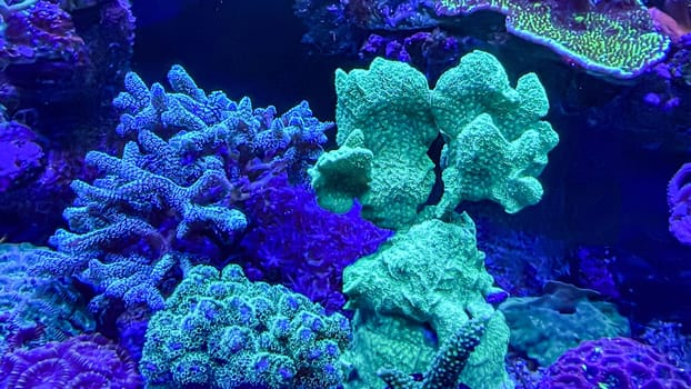 Corals and anemones, crustose anemones in a marine aquarium.