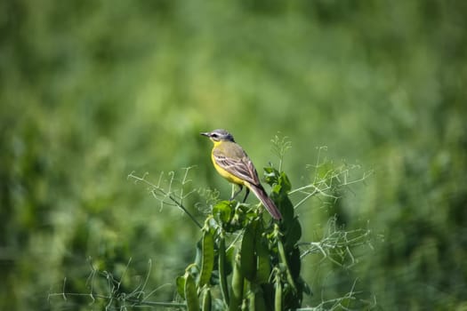 A grey wagtail, wagtail, pipit (Motacillidae), Gele Kwikstaart on the top of a pea plant.