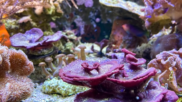 Corals and anemones, crustose anemones in a marine aquarium.