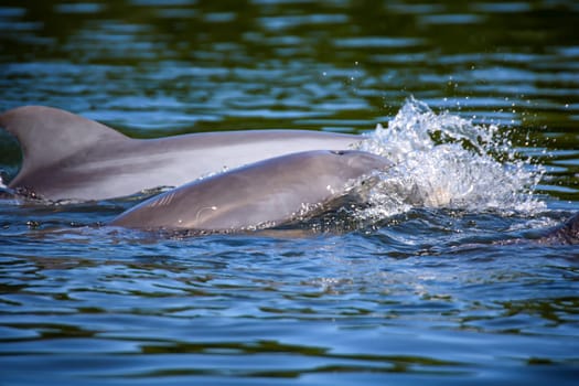 A group of dolphins in a bay with mangrove trees, dolphins.