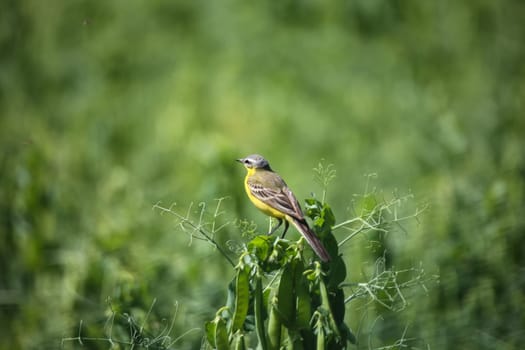 A grey wagtail, wagtail, pipit (Motacillidae), Gele Kwikstaart on the top of a pea plant.