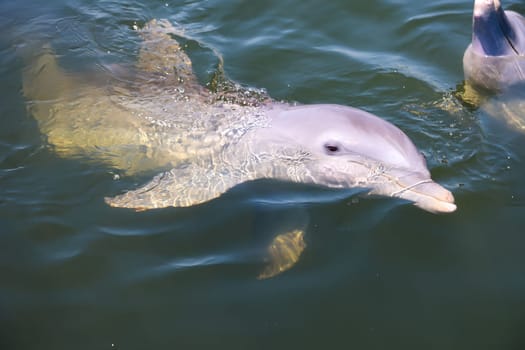 A group of dolphins in a bay with mangrove trees, dolphins.