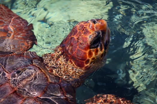Portrait of a sea turtle. Unfortunately still endangered animals.