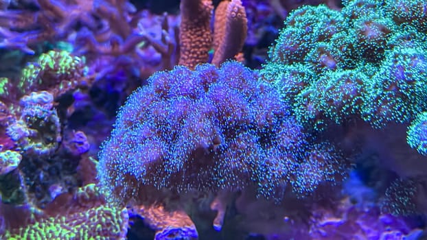 Corals and anemones, crustose anemones in a marine aquarium.