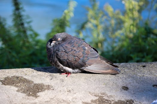 A pigeon in its urban environment. Pigeons can be found in every village.