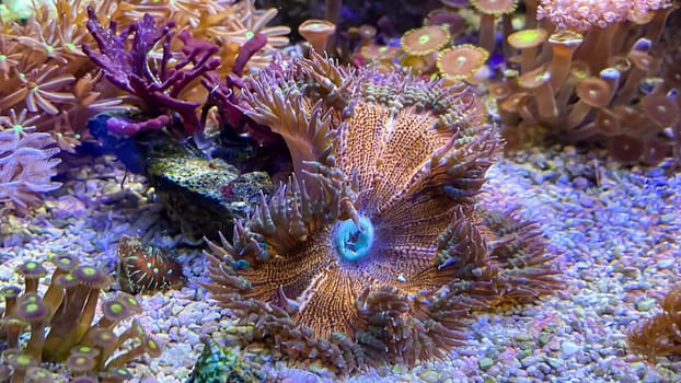 Disc anemones in a marine aquarium