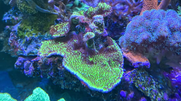 Corals and anemones, crustose anemones in a marine aquarium.