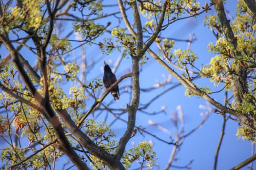 A starling in a treetop in spring.