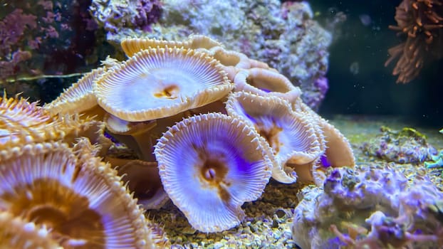 Corals and anemones, crustose anemones in a marine aquarium.