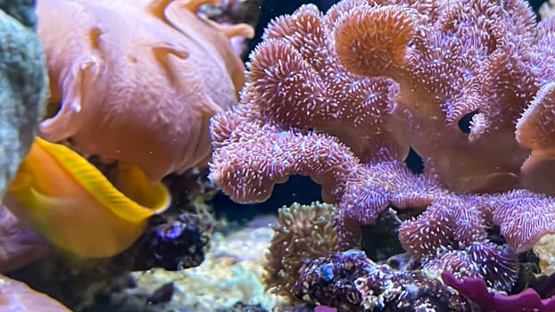 Corals and anemones, crustose anemones in a marine aquarium.