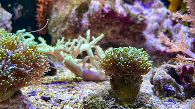 Corals and anemones, crustose anemones in a marine aquarium.
