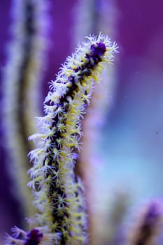 Corals and anemones, crustose anemones in a marine aquarium.