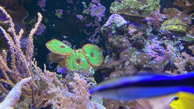 Corals and anemones, crustose anemones in a marine aquarium.