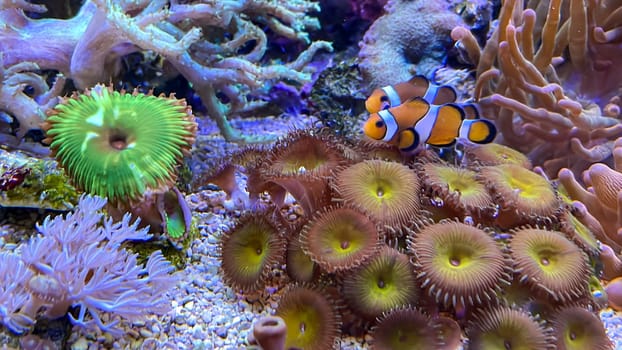 Crustacean anemones and anemonefish, clownfish.