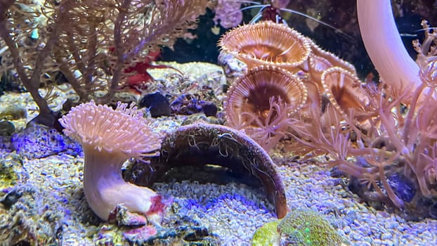 Corals and anemones, crustose anemones in a marine aquarium.