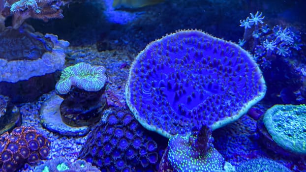 Corals and anemones, crustose anemones in a marine aquarium.