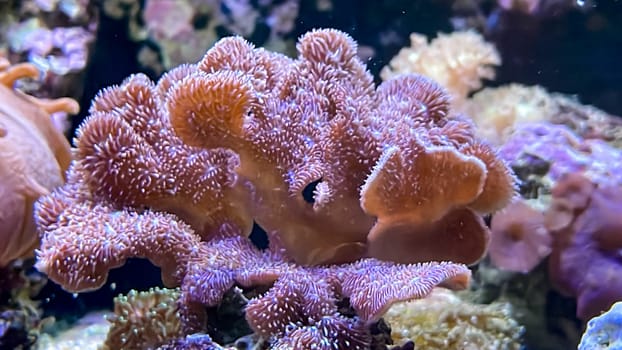 Corals and anemones, crustose anemones in a marine aquarium.