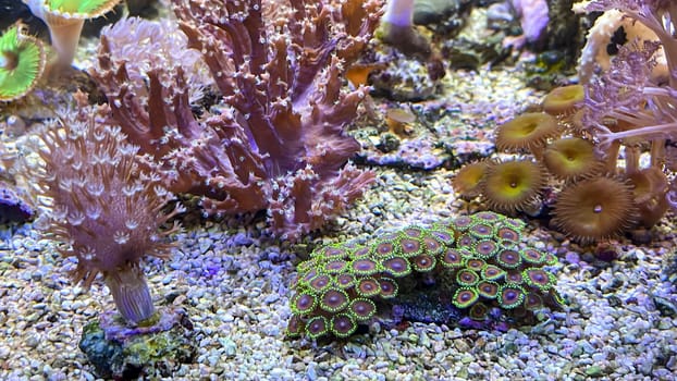 Corals and anemones, crustose anemones in a marine aquarium.