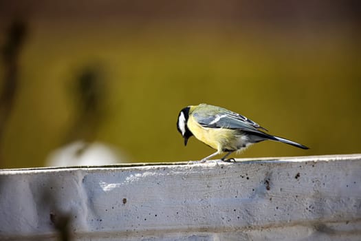 A great tit sits in the light of the setting sun in spring.