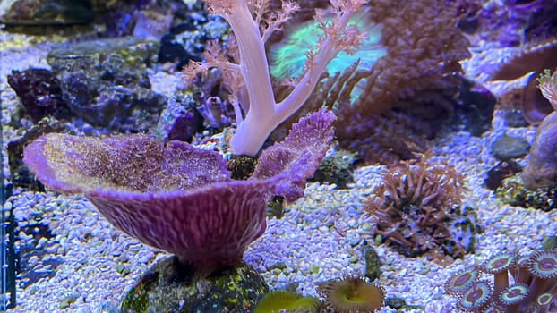 Corals and anemones, crustose anemones in a marine aquarium.