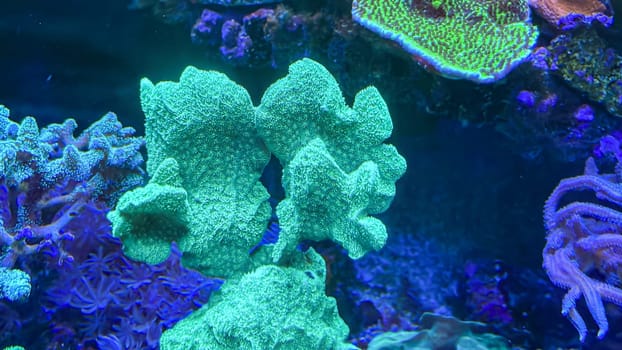 Corals and anemones, crustose anemones in a marine aquarium.