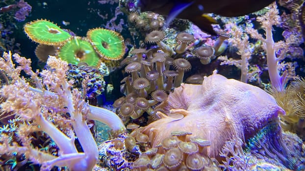 Corals and anemones, crustose anemones in a marine aquarium.