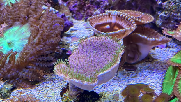 Corals and anemones, crustose anemones in a marine aquarium.