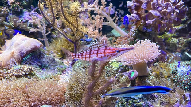 A coral guardian fish on a coral.