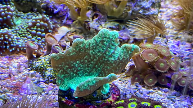 Corals and anemones, crustose anemones in a marine aquarium.