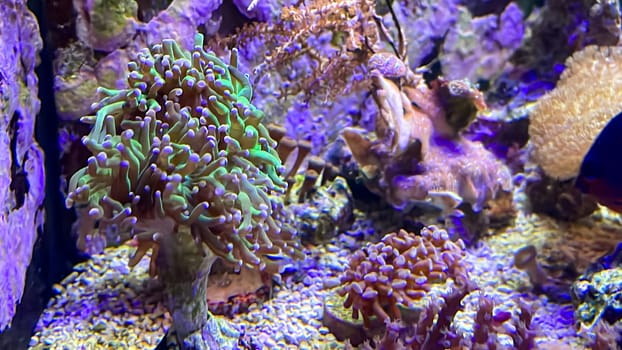 Corals and anemones, crustose anemones in a marine aquarium.