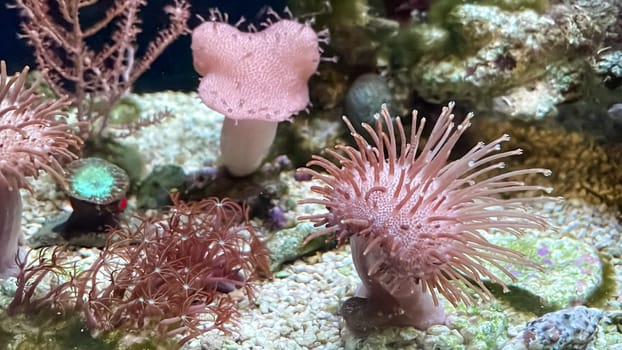 Corals and anemones, crustose anemones in a marine aquarium.