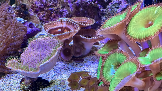 Corals and anemones, crustose anemones in a marine aquarium.
