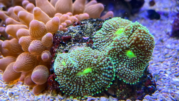 Disc anemones in a marine aquarium