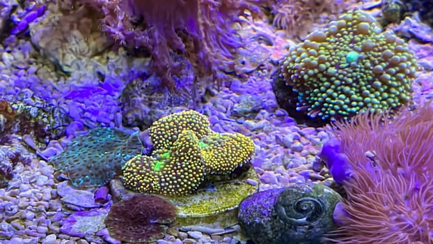 Corals and anemones, crustose anemones in a marine aquarium.