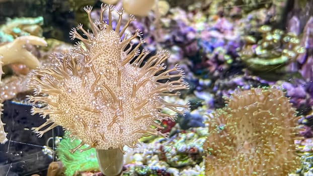 Corals and anemones, crustose anemones in a marine aquarium.