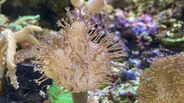 Corals and anemones, crustose anemones in a marine aquarium.