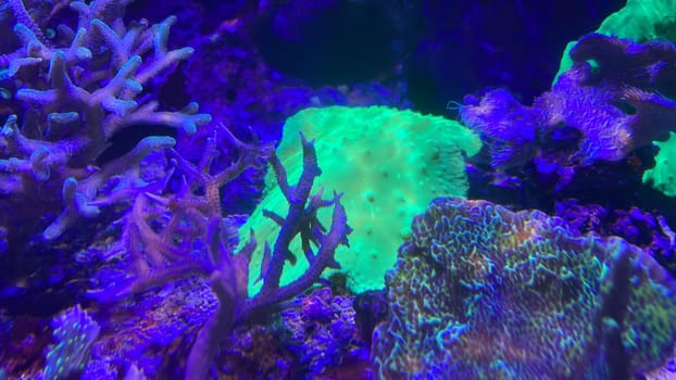 Corals and anemones, crustose anemones in a marine aquarium.