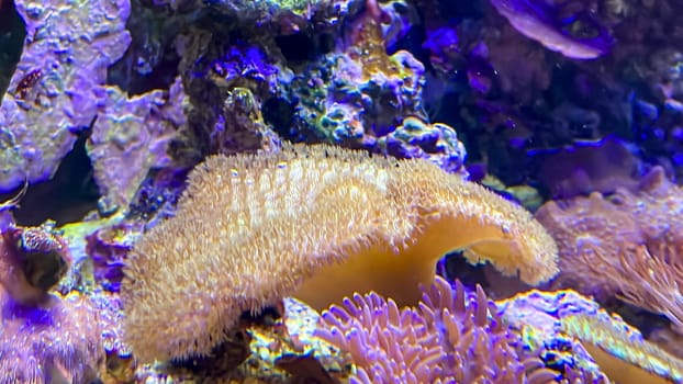 Corals and anemones, crustose anemones in a marine aquarium.