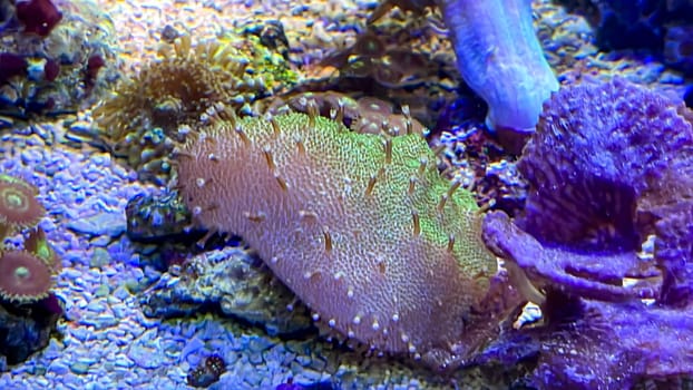 Corals and anemones, crustose anemones in a marine aquarium.
