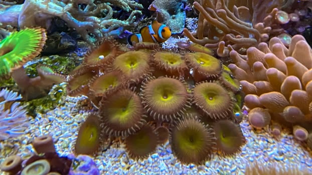 Crustacean anemones and anemonefish, clownfish.